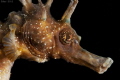   Hippocampus  